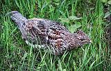 Grouse On The Ground_26753